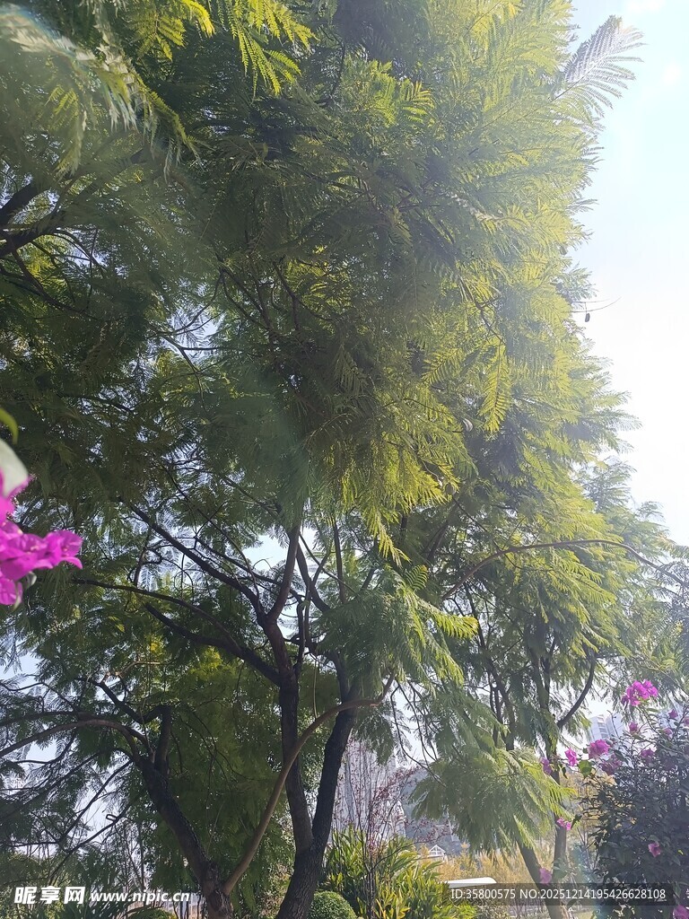 绿树繁花的自然景致