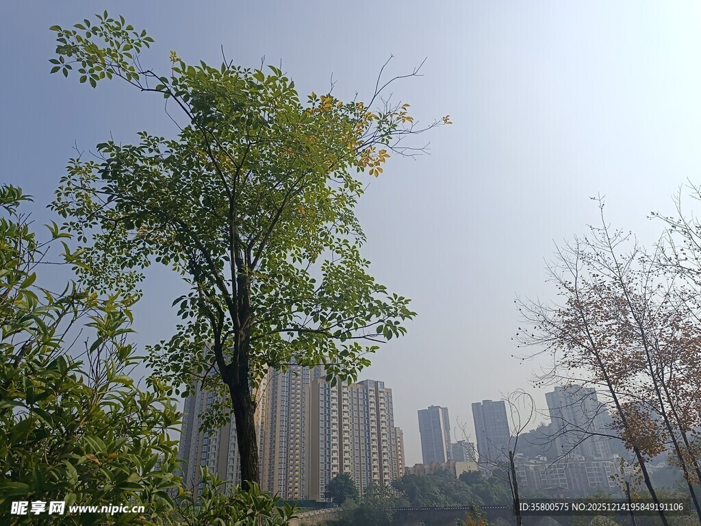 城市中挺拔绿树与高楼