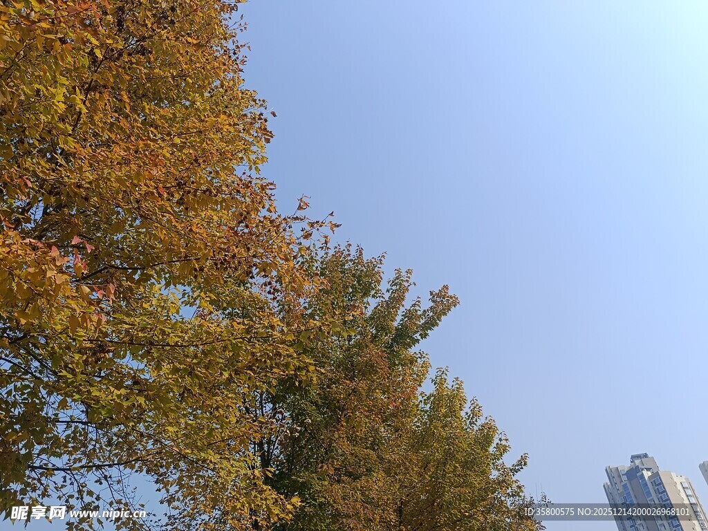 秋日金黄树木与高楼