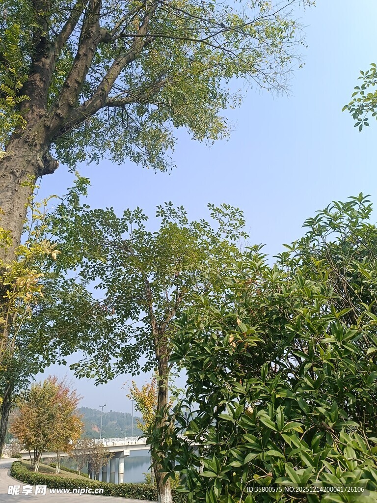 秋日湖畔绿树风景