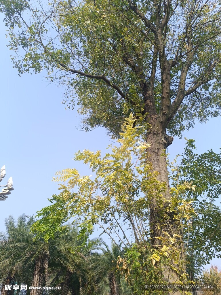 高大繁茂的树木景观