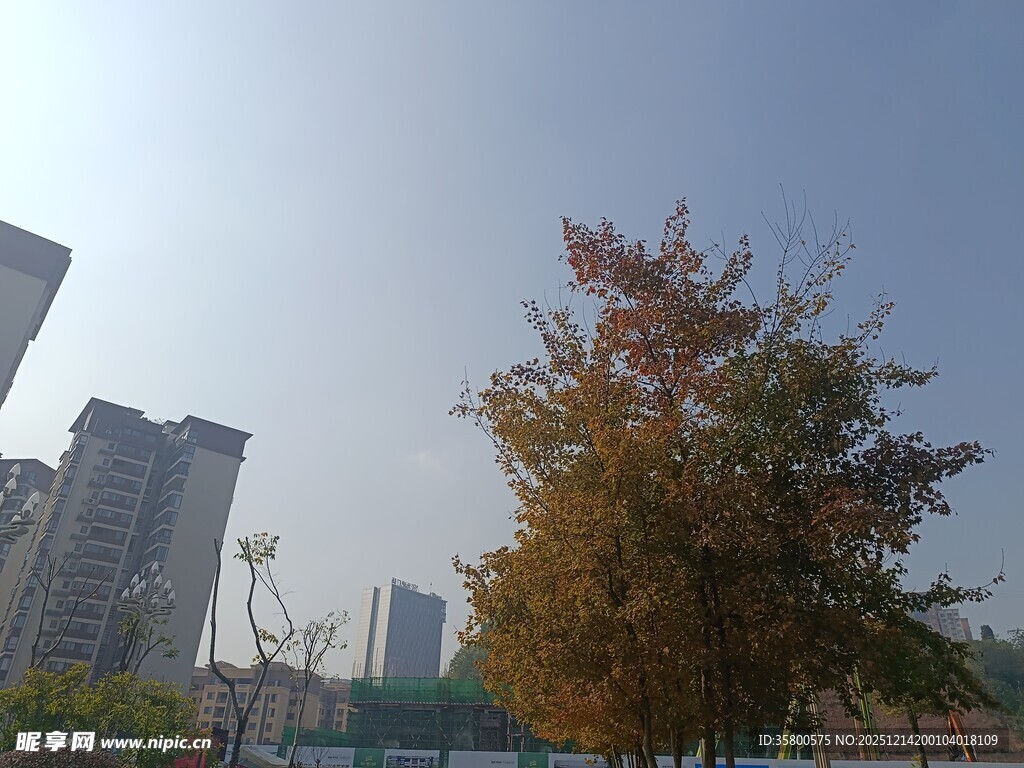 秋日城市中的斑斓树木