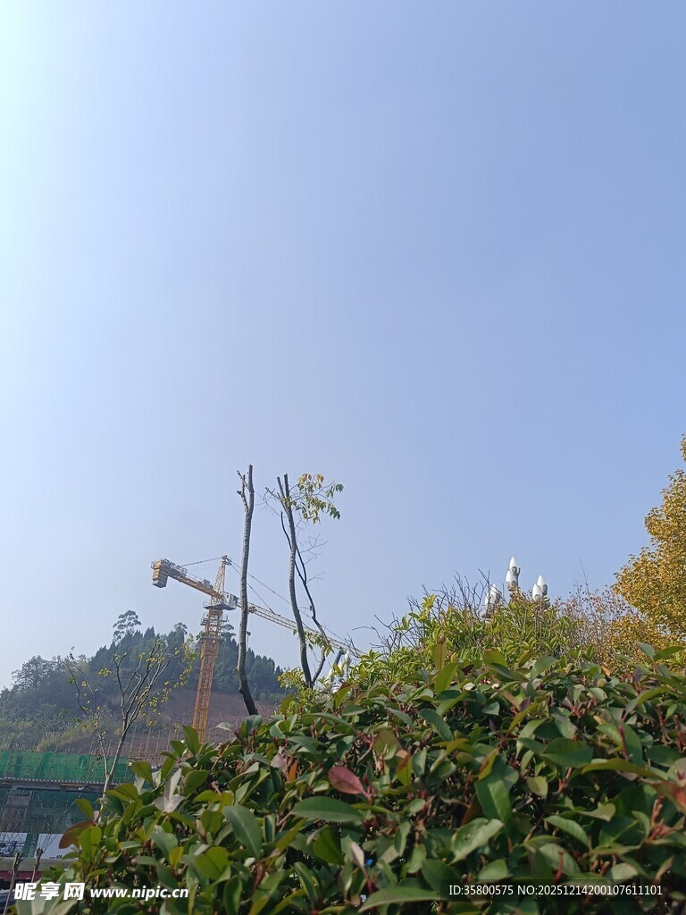 蓝天绿植间的塔吊景象