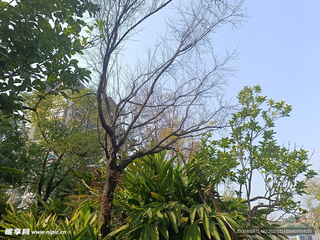 枯树旁的繁茂绿植景观