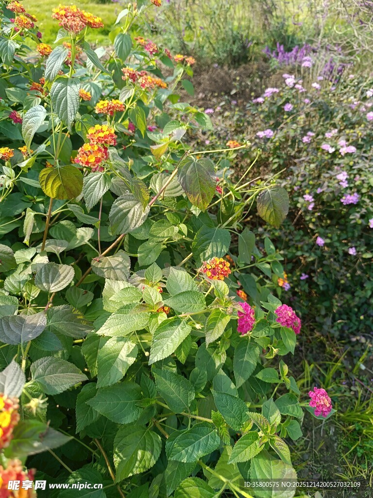 多彩花卉绿植景观