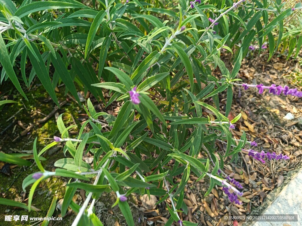 紫色小花绽放于绿植间