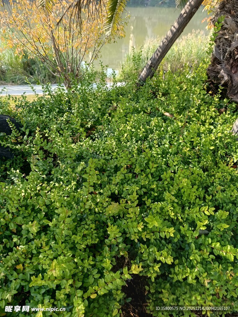 翠绿繁茂的低矮灌木丛