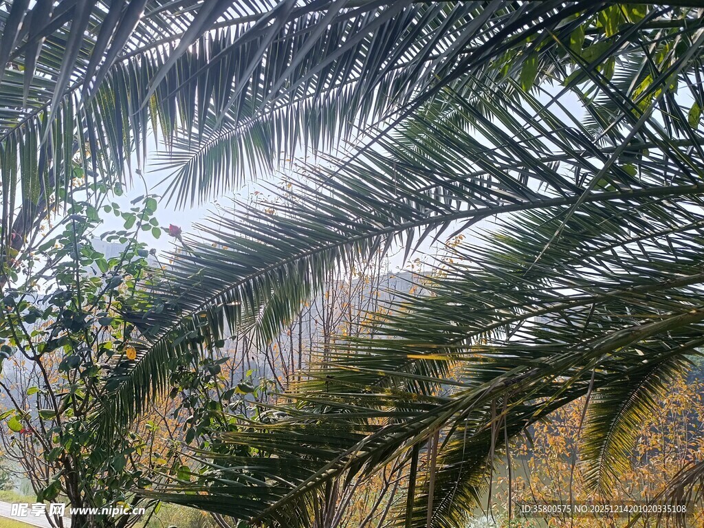 阳光下的棕榈树叶景观