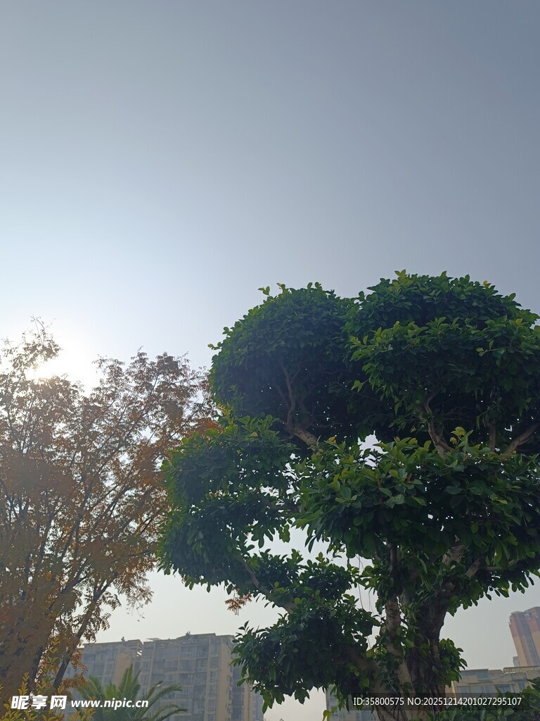 阳光下葱郁树木景观