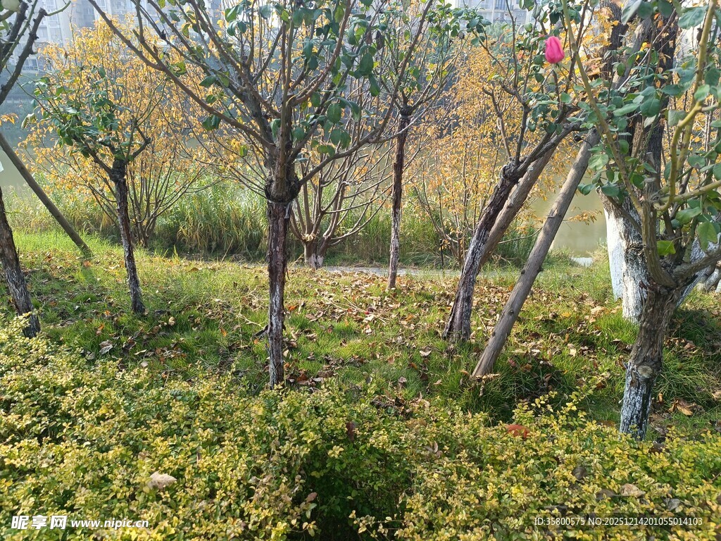 秋日树林间的繁茂绿植