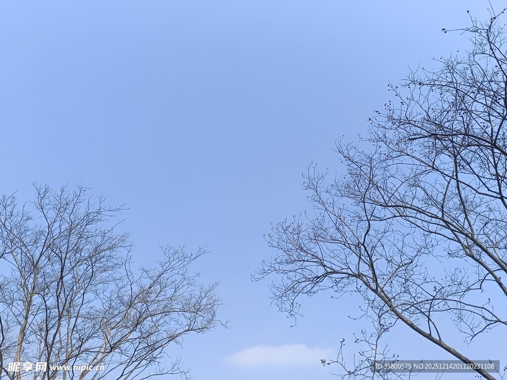 蓝天映衬下的光秃树枝