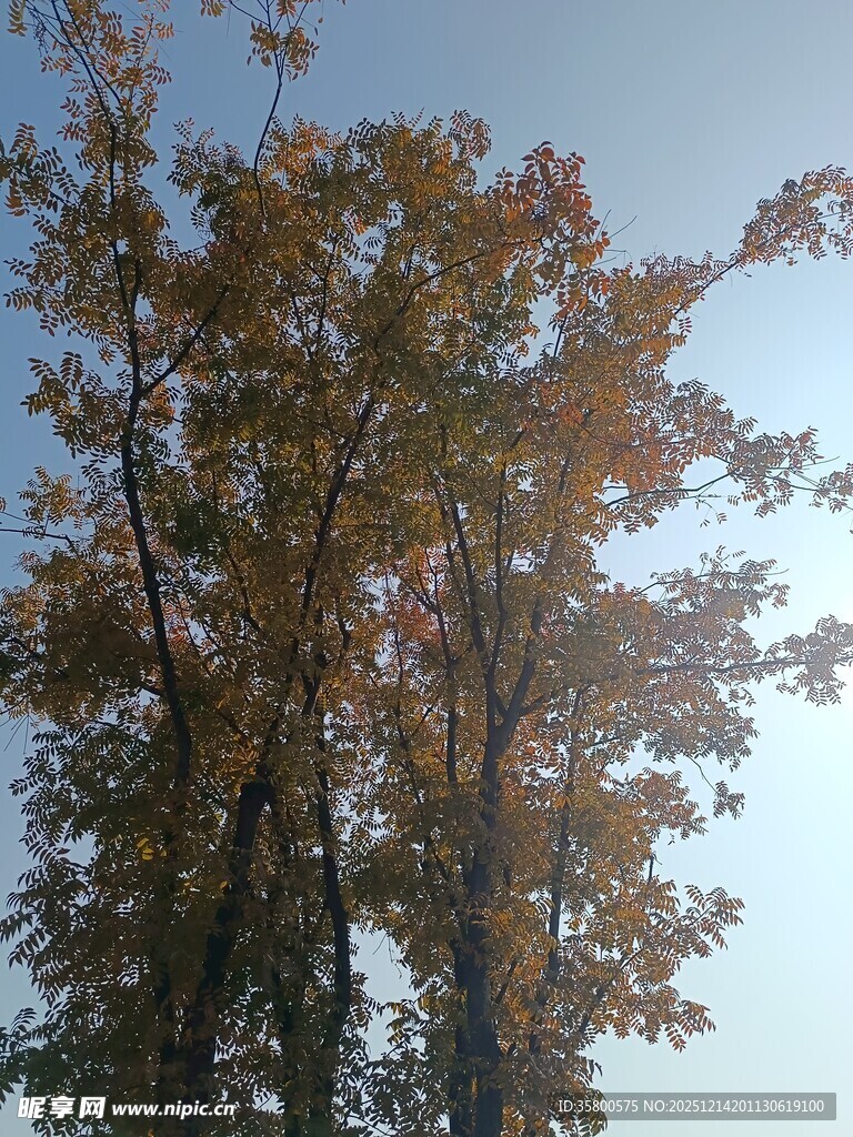 秋日阳光下的斑斓树木