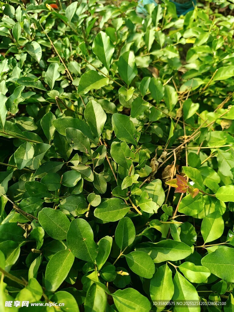 翠绿繁茂的植物景观