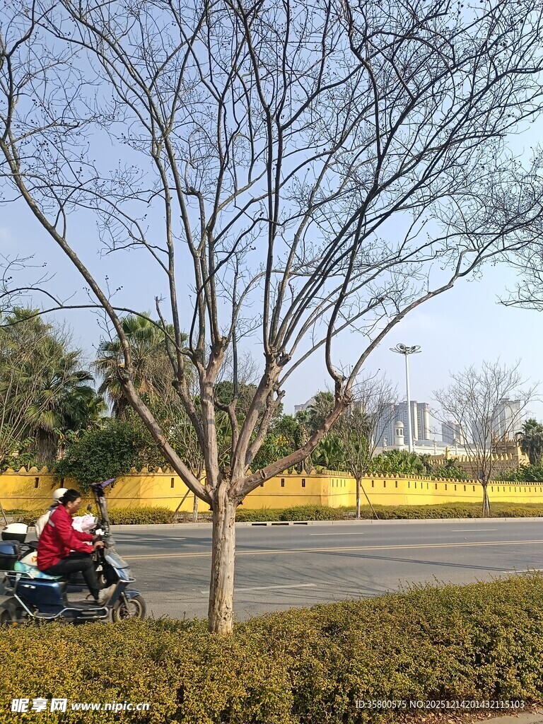 路边骑行者与光秃树木