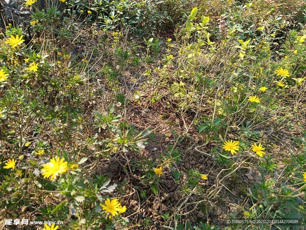 野外绽放的黄色小花