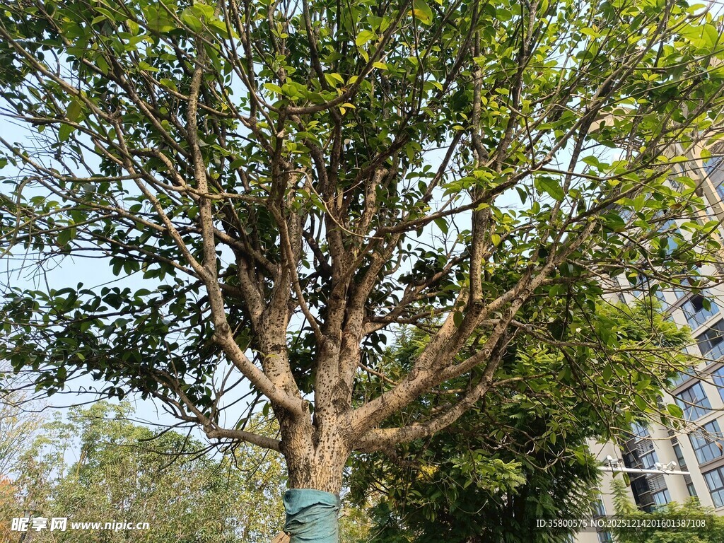 高大繁茂的街边绿树