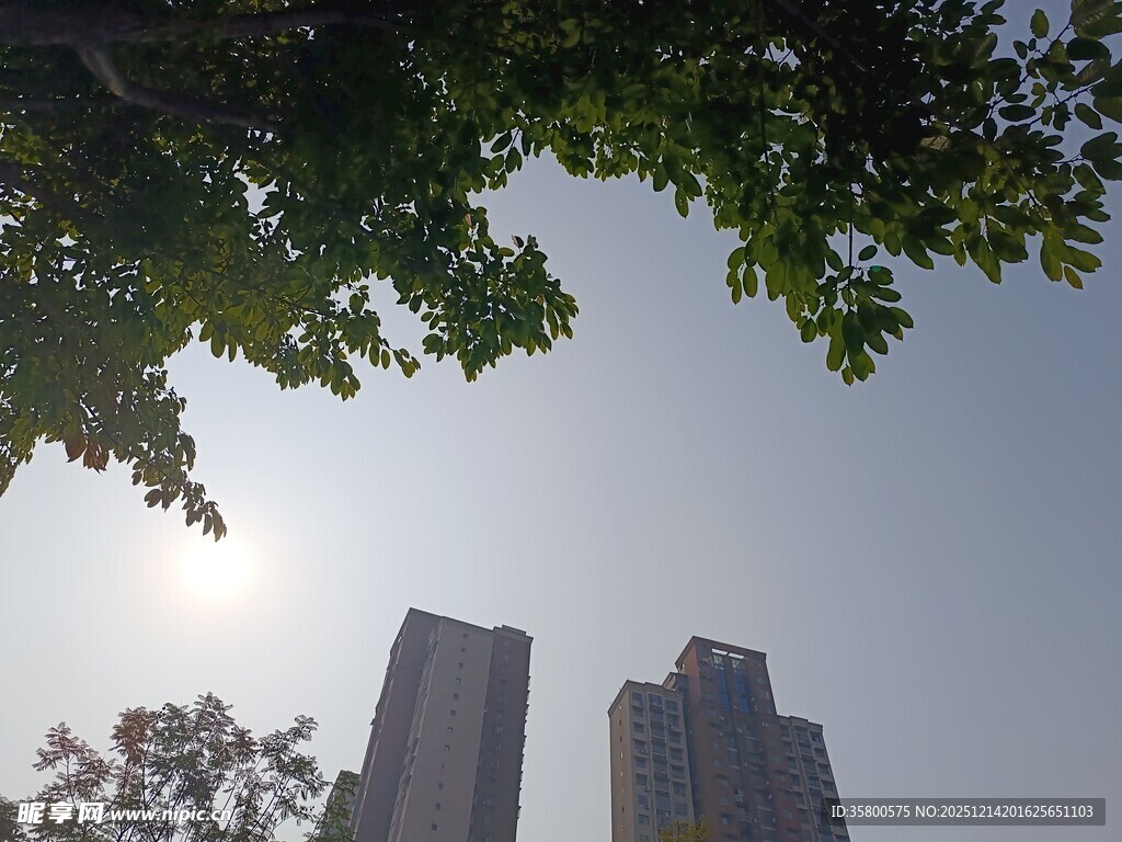 阳光下的高楼与繁茂树叶