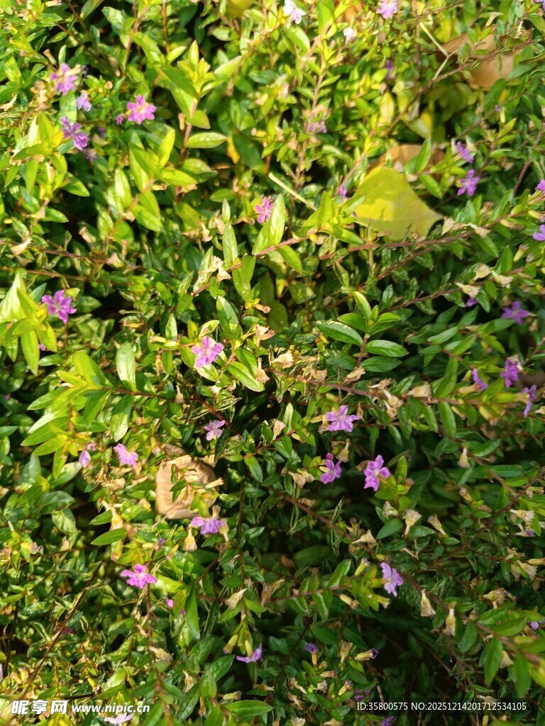 繁茂绿植中的紫色小花