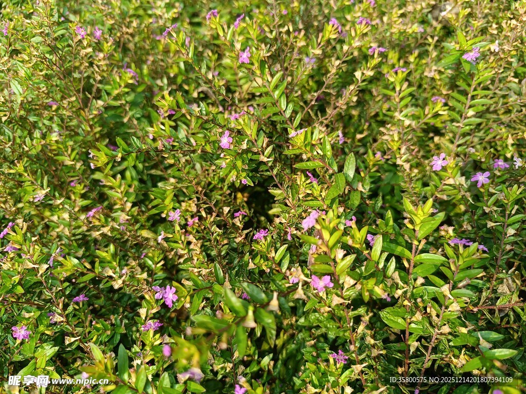 繁茂花丛中的紫色小花