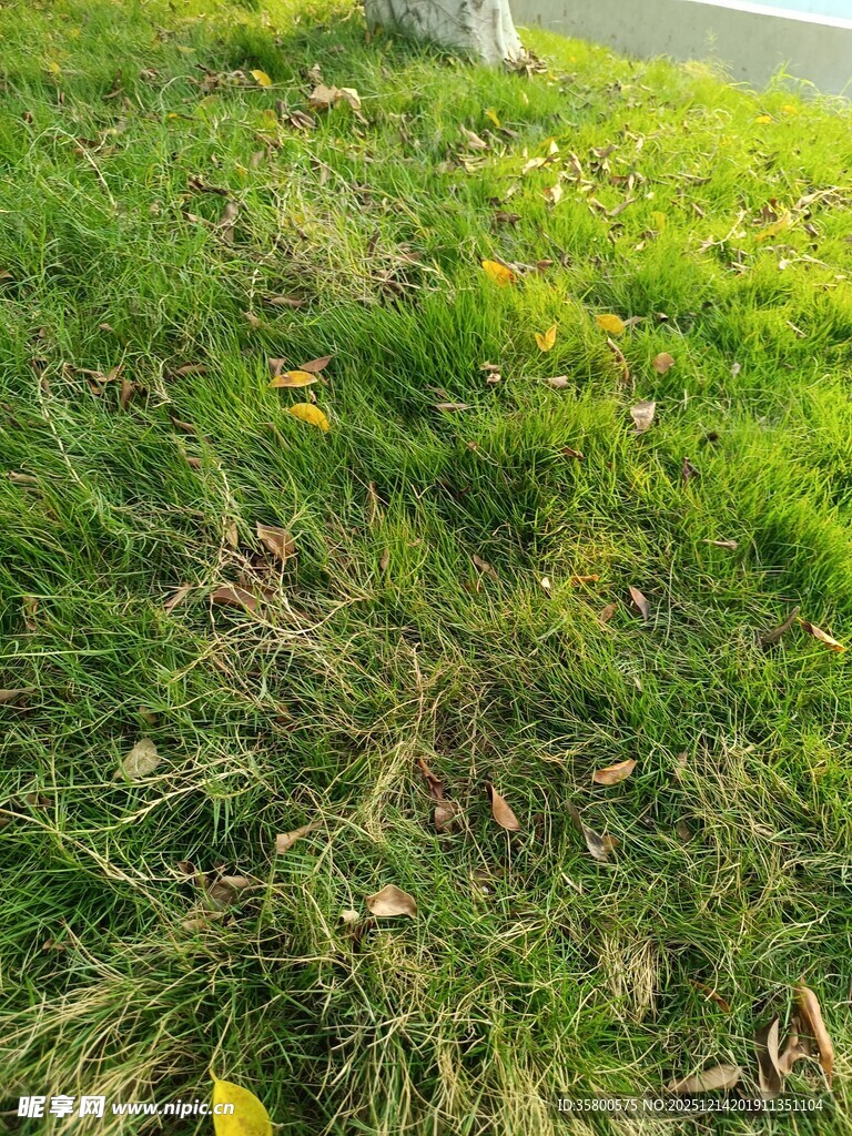翠绿草地间散落枯黄树叶