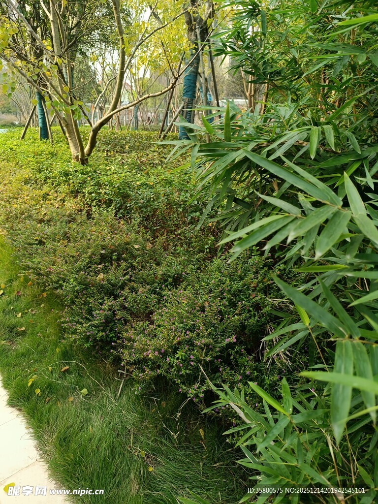 溪边绿植环绕的自然景致