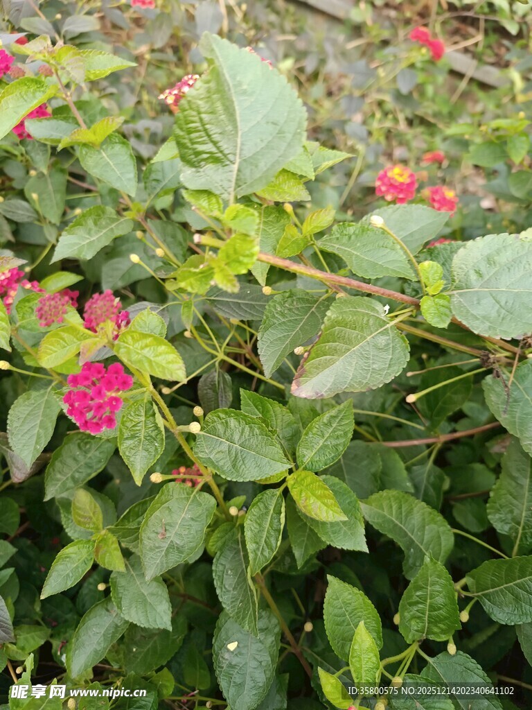 绿叶间绽放的娇艳花朵