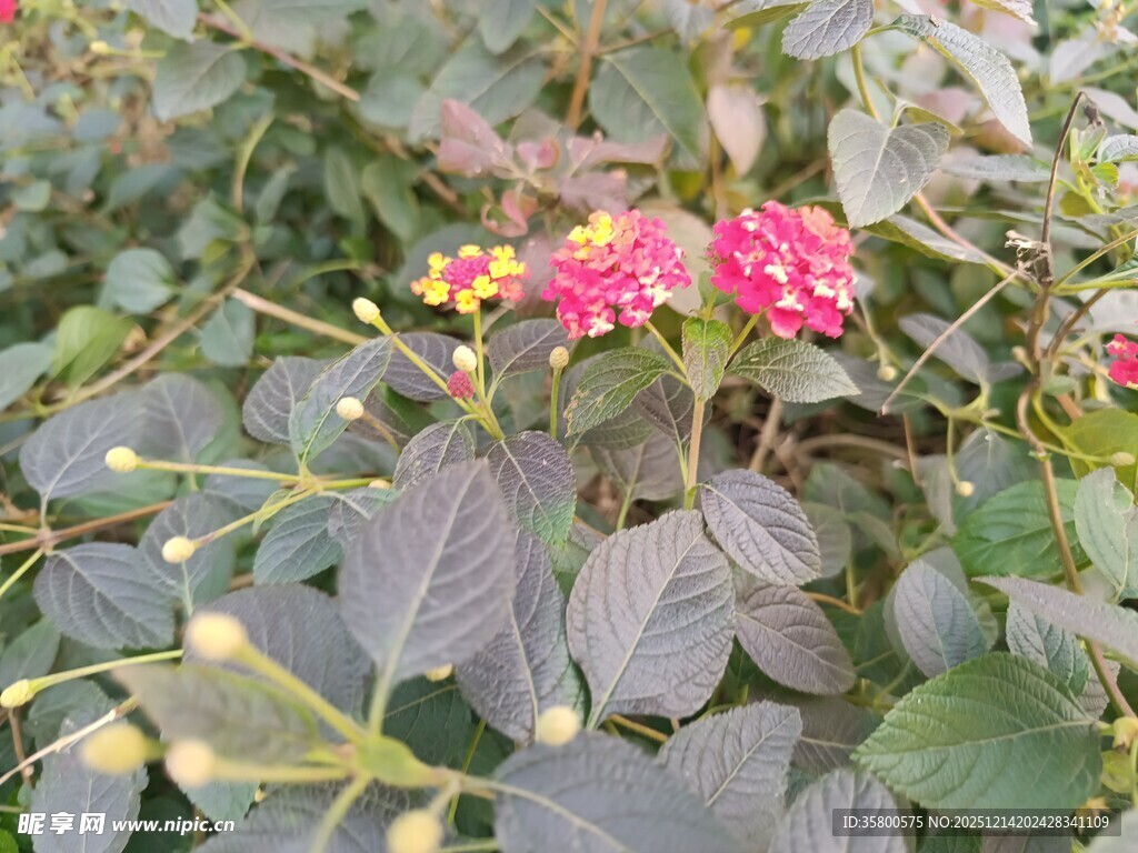 绿叶间的多彩花卉绽放