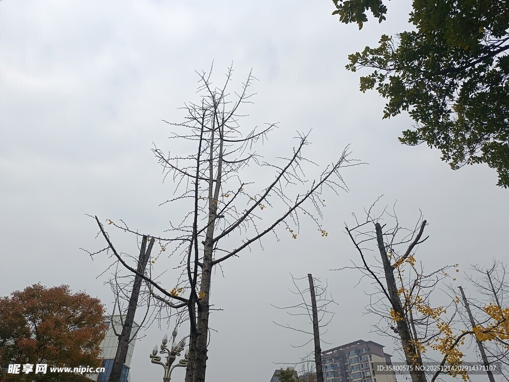 冬日光秃树木景象