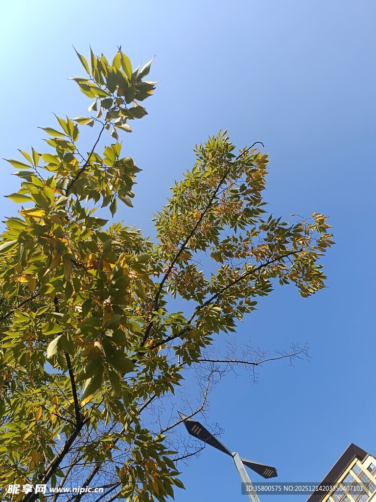 蓝天映衬下的繁茂绿树