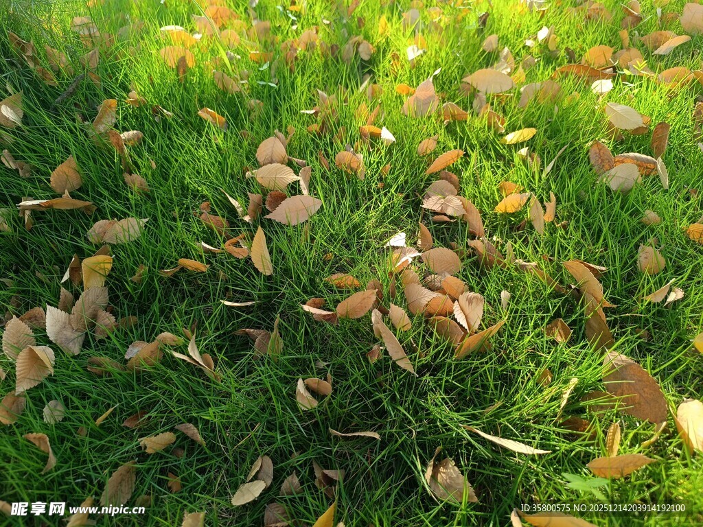 秋日草地落叶景象