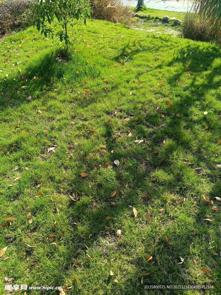 阳光下的翠绿草地