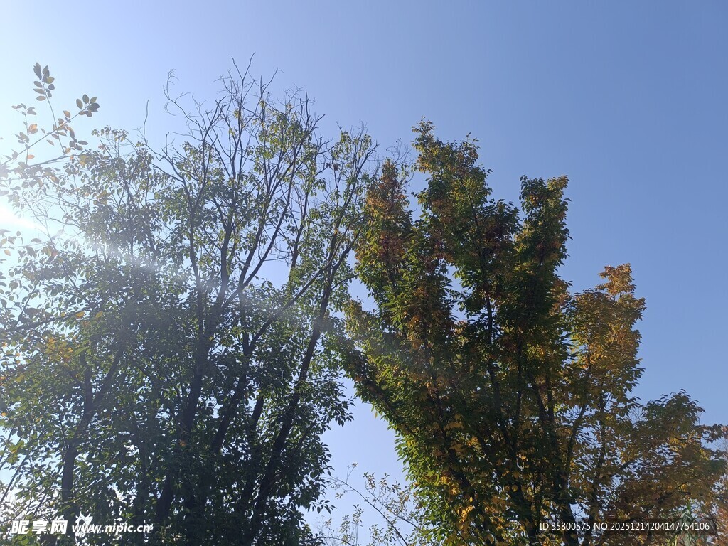 秋日树梢映蓝天