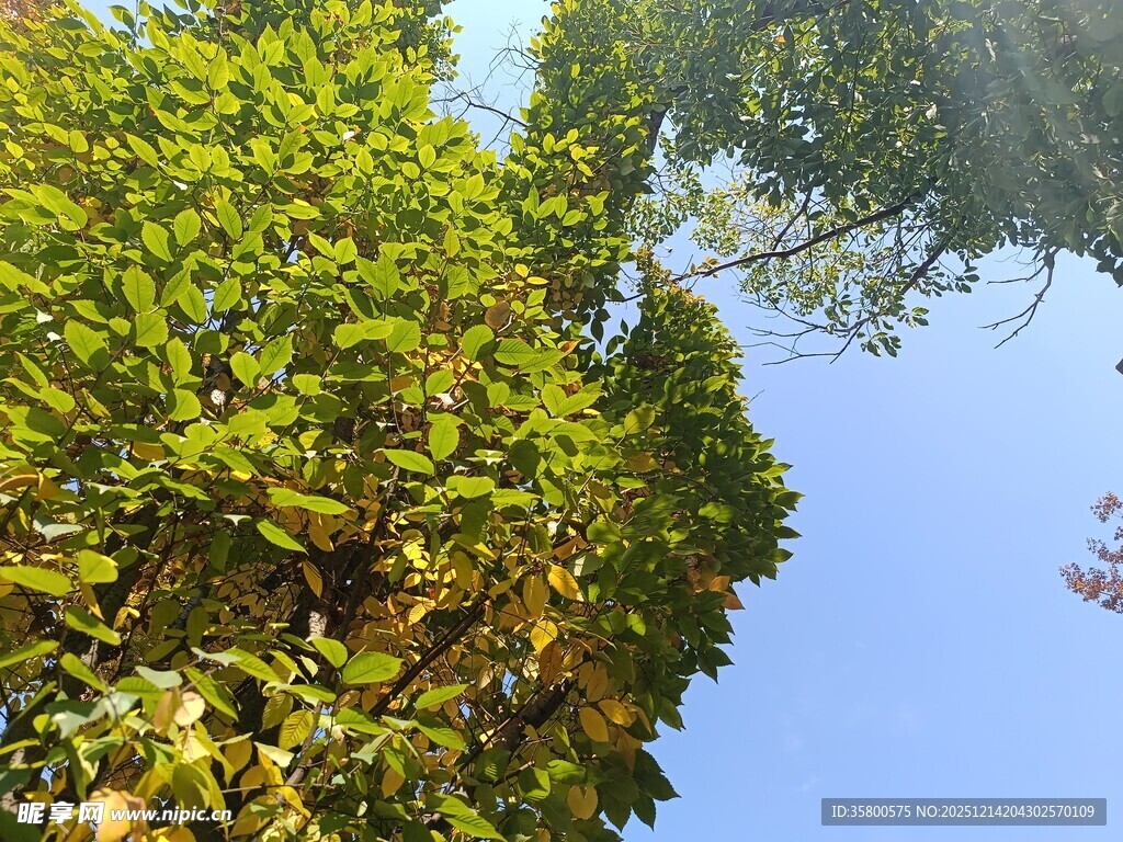 蓝天映衬下的葱郁绿树