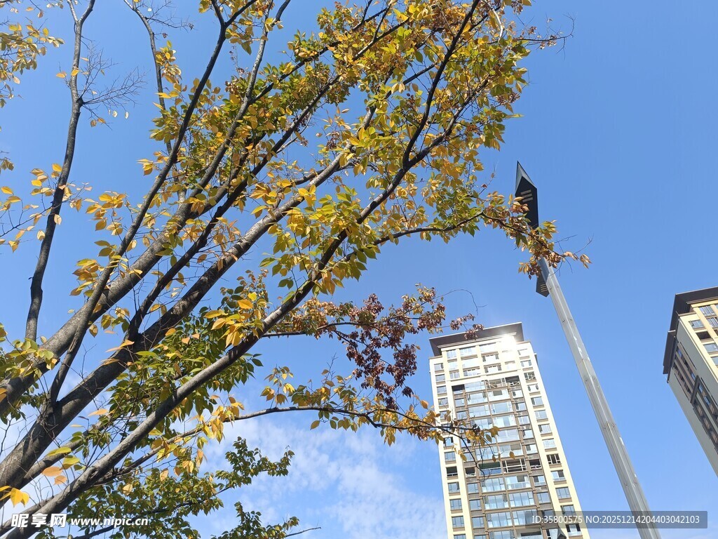 秋日树梢与高楼景致