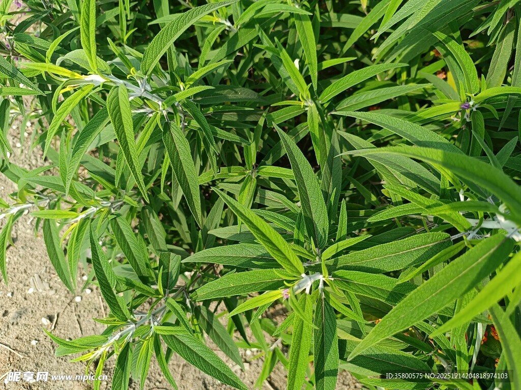 绿色茂盛的大麻植株