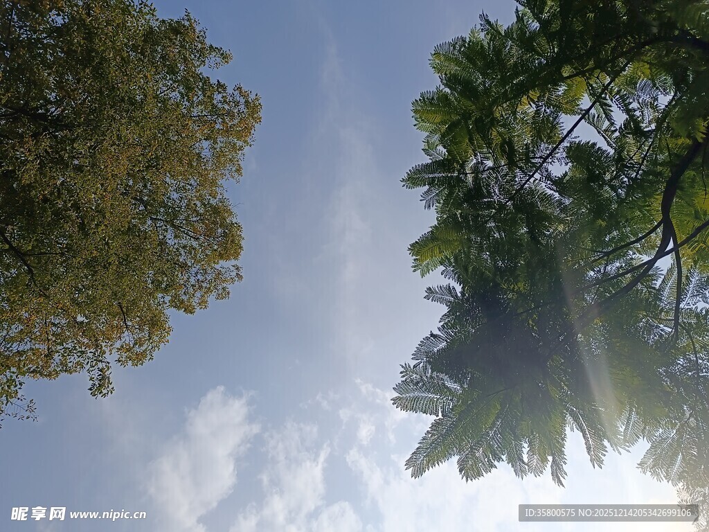 仰望天空中的葱郁树木