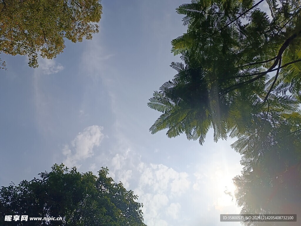 仰望树冠下的晴朗天空