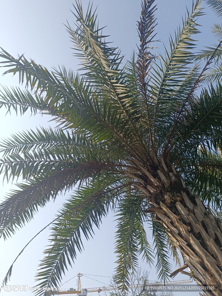 高大棕榈树 