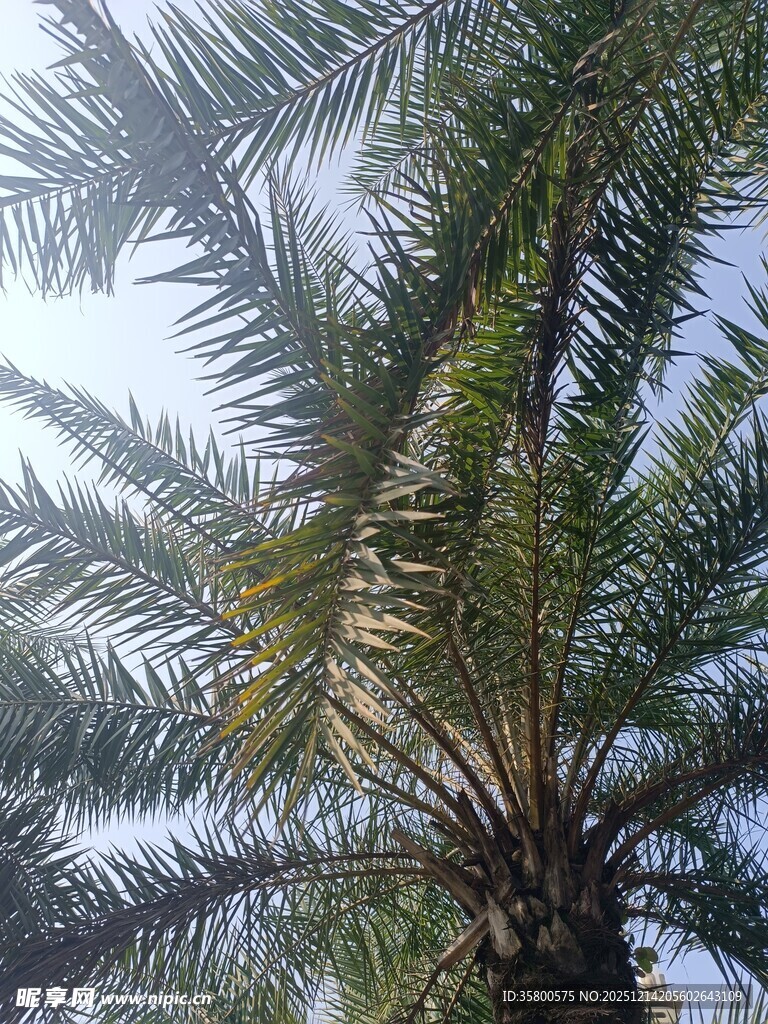 高大棕榈树的繁茂枝叶