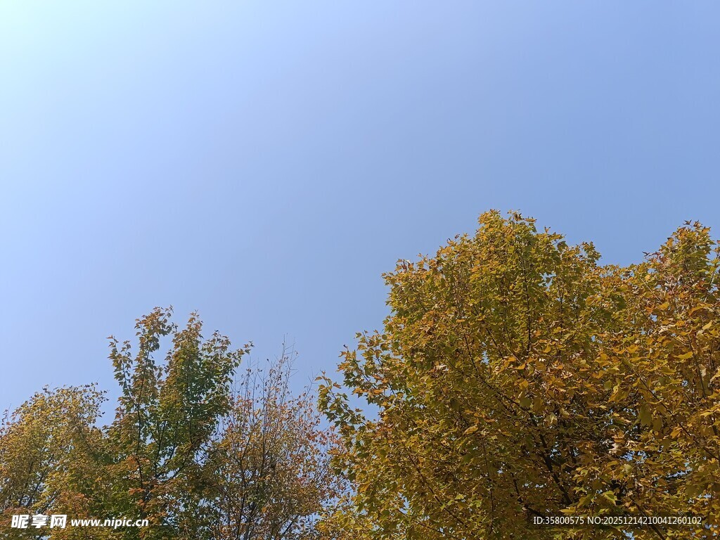 秋日树梢与晴朗蓝天