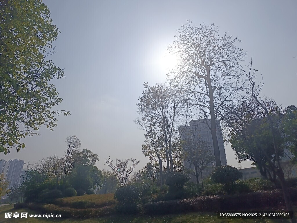 阳光照耀下的城市公园景色