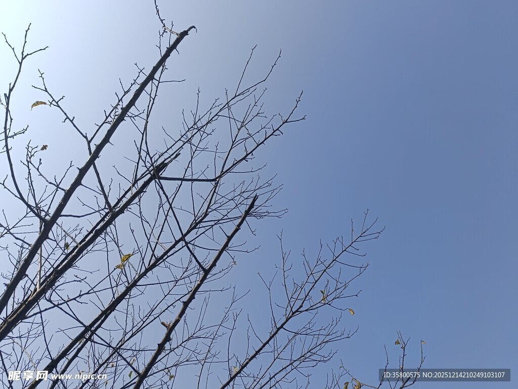 蓝天映衬下的光秃树枝