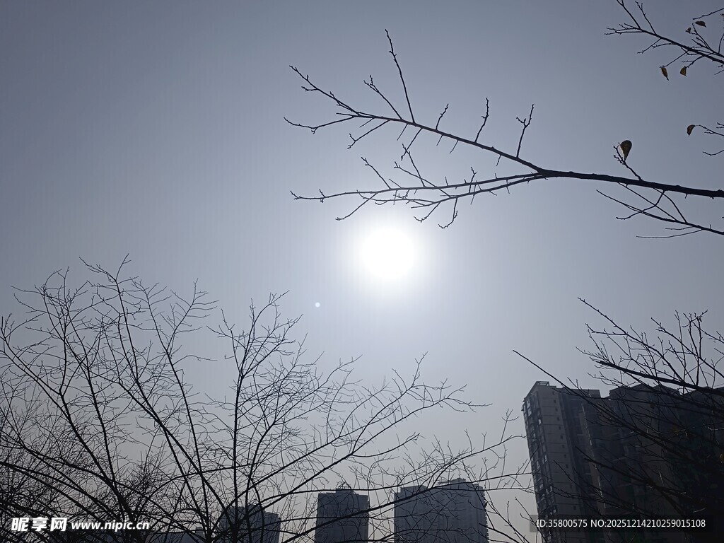 冬日树梢上的阳光景象