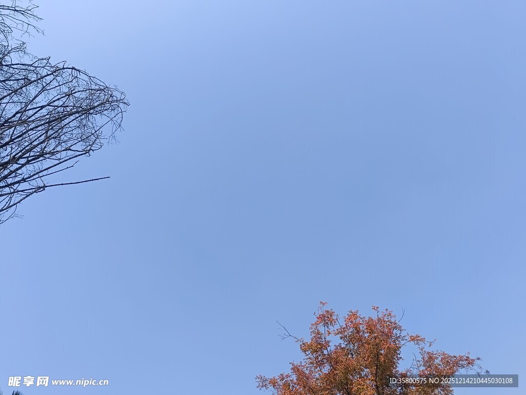 蓝天映衬下的多彩树木