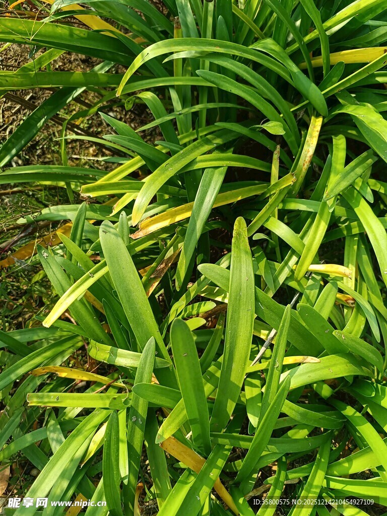 翠绿带黄纹的丛生植物