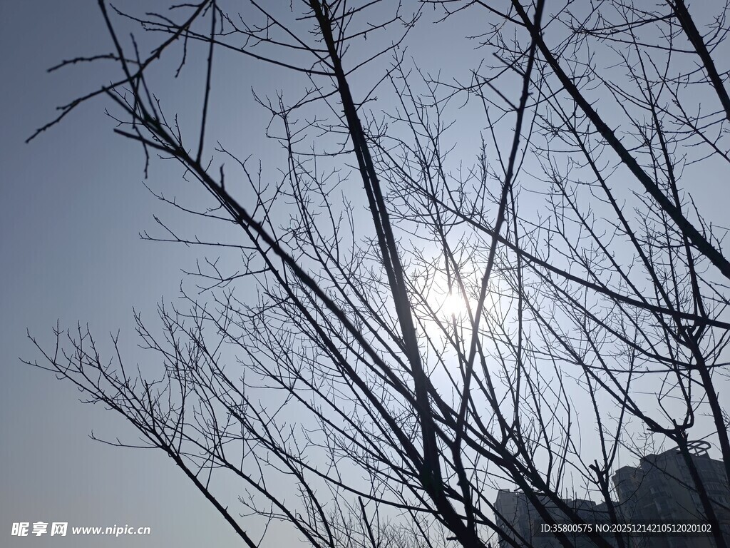 冬日枯树与朦胧日光
