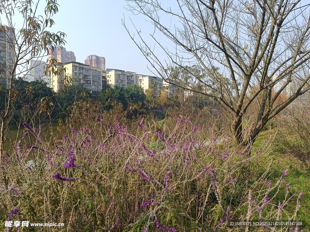 郊外野花与树木景观