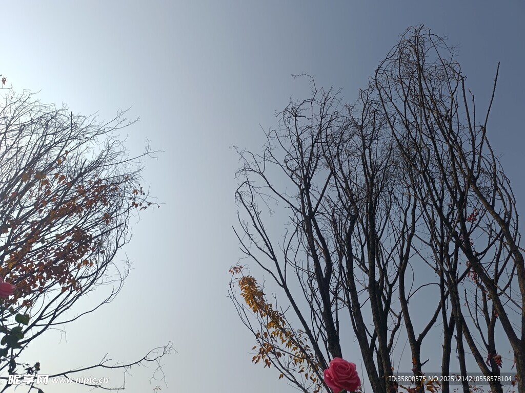 冬日枯树景象