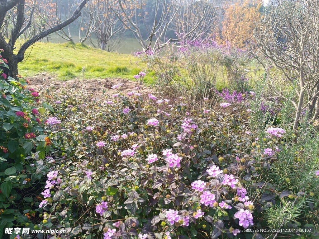 春日繁花盛开的烂漫景致