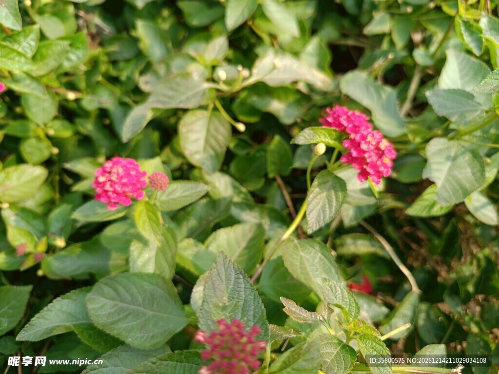 鲜艳粉花绽放绿叶间